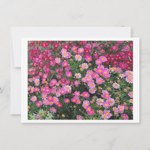 Daisyns Rosa