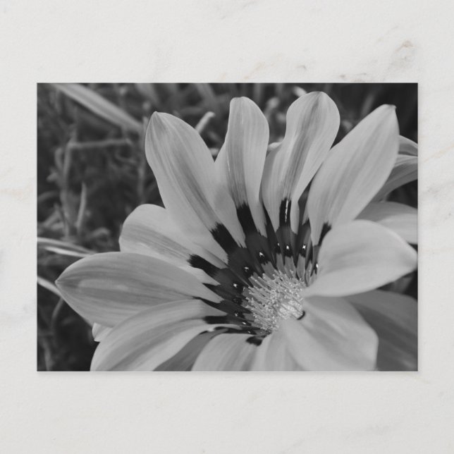 Daisyns vykort (Framsida)