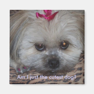 Daisypic, förmiddag mig precis den mest gulliga magnet