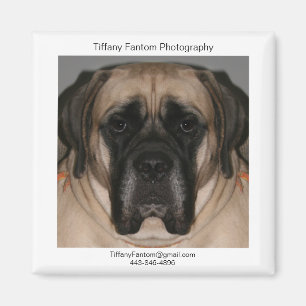 DaisyPromo Magnet