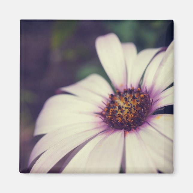 Daisytryck. Magnet (Framsidan)