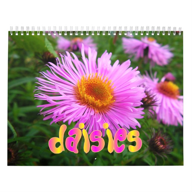 Daisyväggkalender Kalender (Omslag)