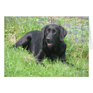 Dakota i solen OBS kort