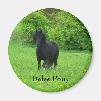 Dales Pony-knapp Magnet
