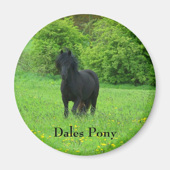 Dales Pony-knapp Magnet (Framsidan)
