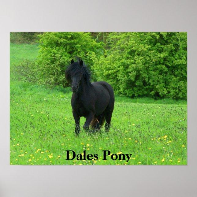 Dales Pony Poster (Framsidan)