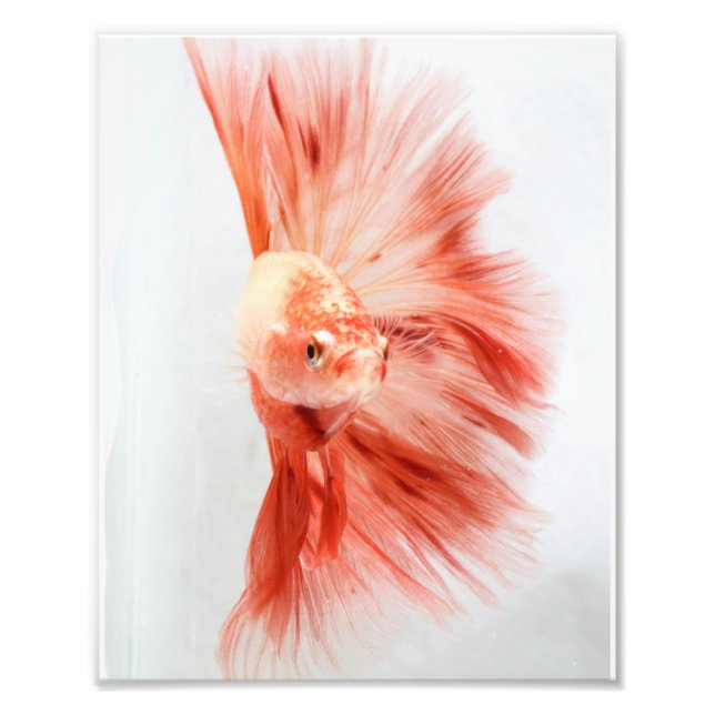 Dalformation Halfmoon Betta FIsh Fototryck (Framsidan)