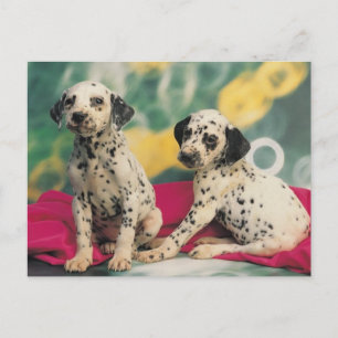 Dalformation Puppies Vykort