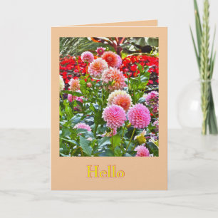 DALHIATRÄDGÅRD/ ROSA OCH PERSIKO DALHOR/ "HEJ" KORT
