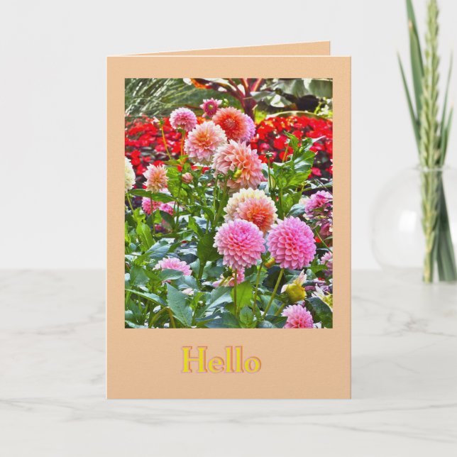 DALHIATRÄDGÅRD/ ROSA OCH PERSIKO DALHOR/ "HEJ" KORT (Framsida)