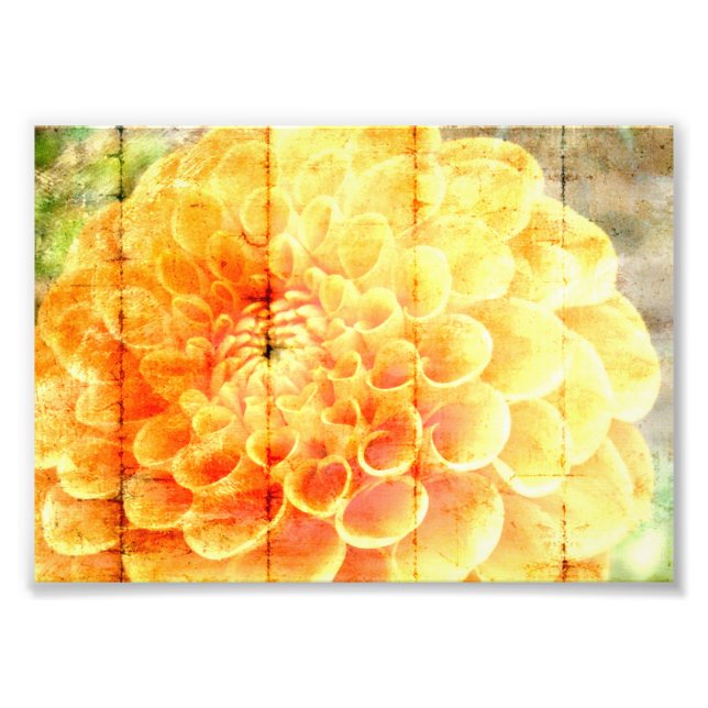 Dalie  fototryck (Framsidan)