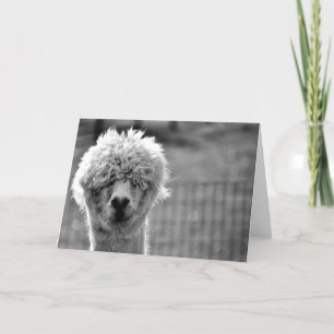 Dålig hårdag - Alpacakort Kort