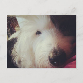 Dålig hårdag! vykort