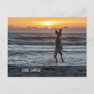Dåliga dagar Tecknader Live Large Postcard Vykort