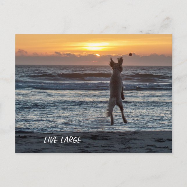 Dåliga dagar Tecknader Live Large Postcard Vykort (Framsida)