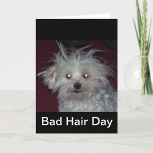 Dåligahårdag - hund och folk humor kort