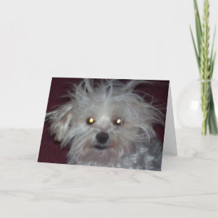 Dåligahårdag - hund och folk humor kort