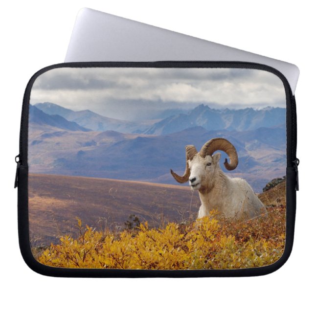 Dall-får, Ovis dalli, bagge Laptop Sleeve (Framsidan)