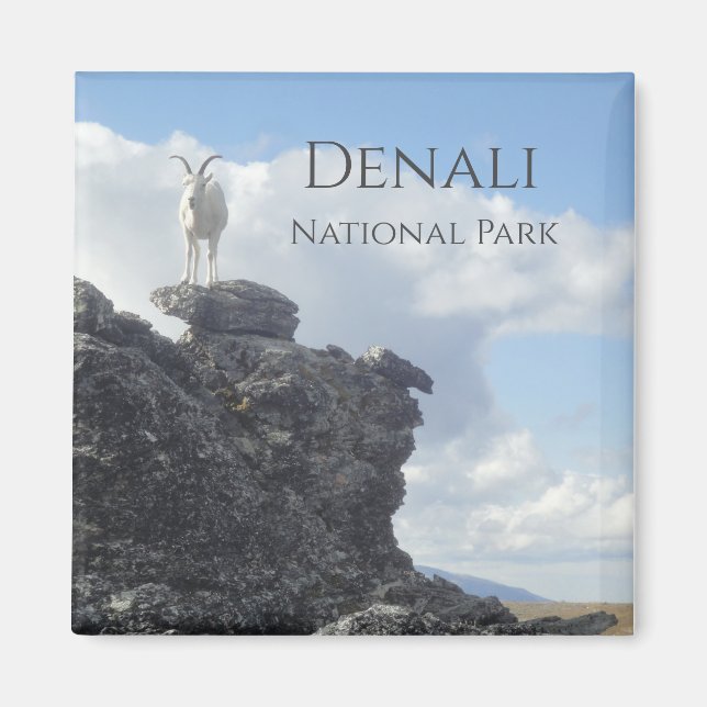 Dall Sheep Atop Mount Wright, Denali NP, Alaska Magnet (Framsidan)
