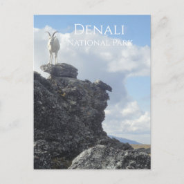 Dall Sheep Atop Mount Wright, Denali NP, Alaska Vykort