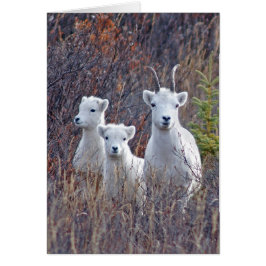 Dall Sheep Ewe med hennes lamm vid Denali NP Hälsningskort