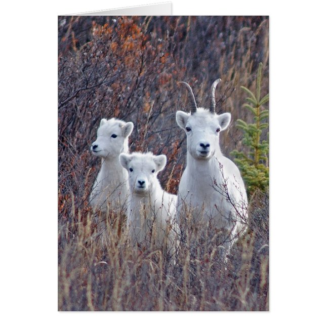 Dall Sheep Ewe med hennes lamm vid Denali NP Hälsningskort (Framsidan)