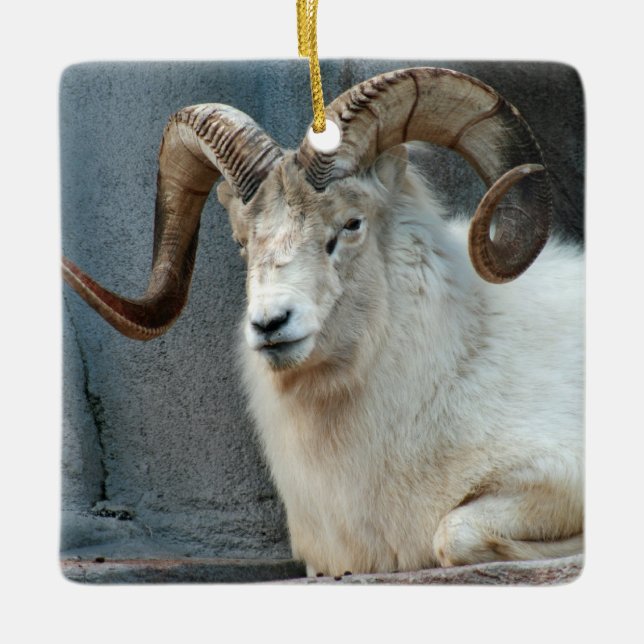 Dall Sheep Ornament (Framsida)