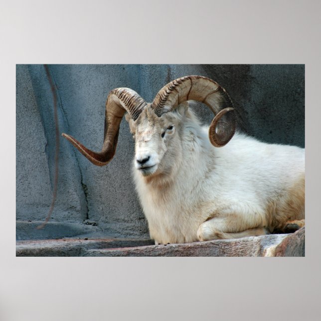 Dall Sheep Poster (Framsidan)