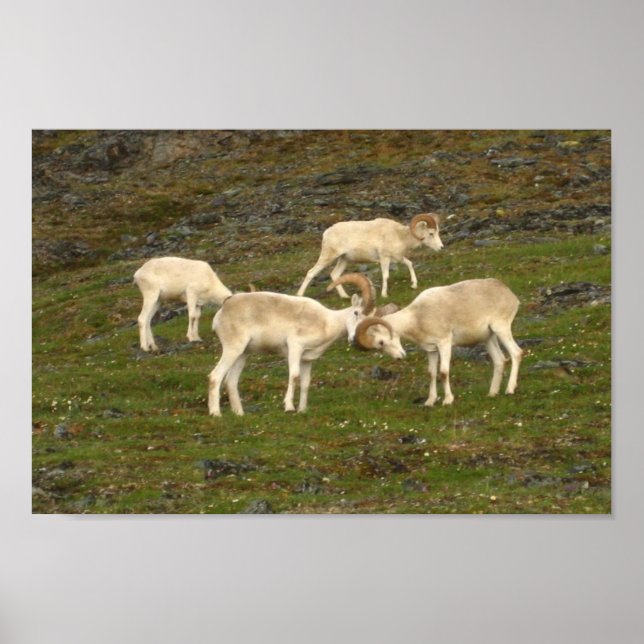 Dall Sheep Poster (Framsidan)
