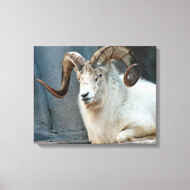 Dall Sheep Wrapped Canvas (Framsida)
