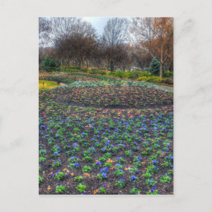 Dallas Arboretum och botaniska trädgårdsblommor Vykort