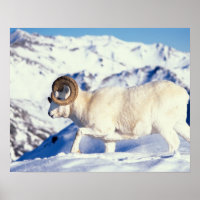 Dallfår, Ovis dalli, fullcurl-vädur