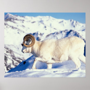 Dallfår, Ovis dalli, fullcurl-vädur Poster