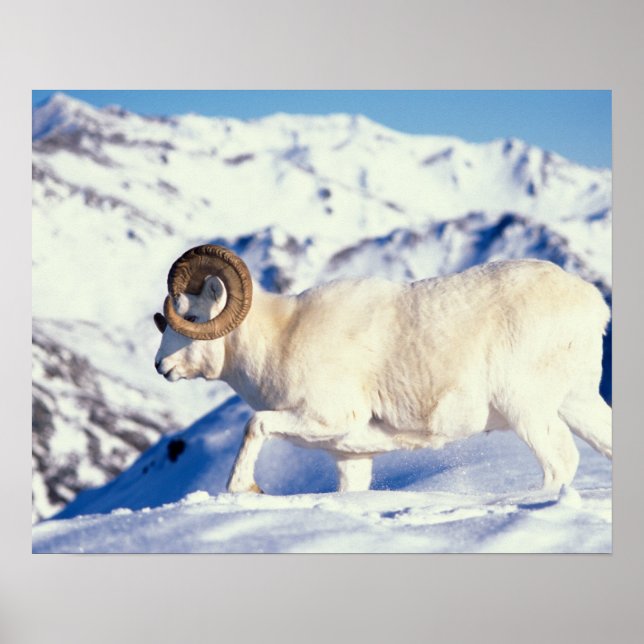Dallfår, Ovis dalli, fullcurl-vädur Poster (Framsidan)