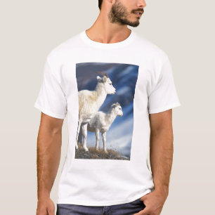 Dallfår, Ovis dalli, tacka och lamm T-shirt