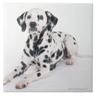 Dalmatian 4 kakelplatta