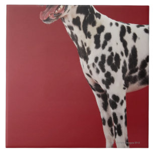 Dalmatian 6 kakelplatta