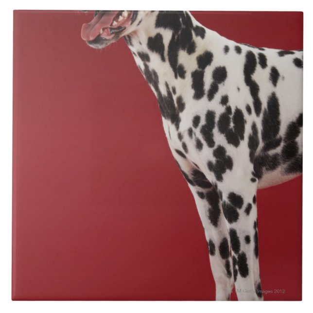 Dalmatian 6 kakelplatta (Framsidan)