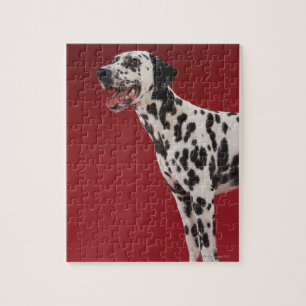 Dalmatian 6 pussel