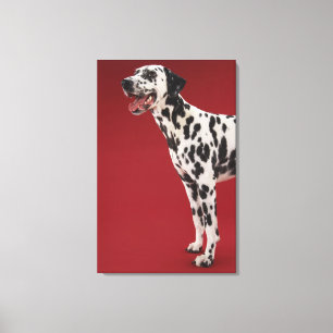 Dalmatian Canvastryck