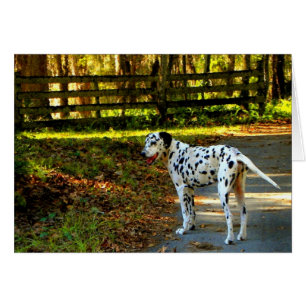 DALMATIAN HÄLSNINGSKORT
