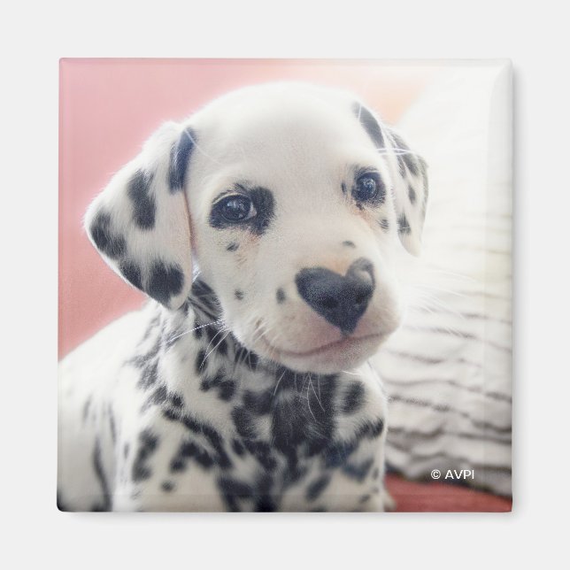 Dalmatian Heart Nose Magnet (Framsidan)