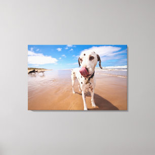 Dalmatian hund på strand canvastryck