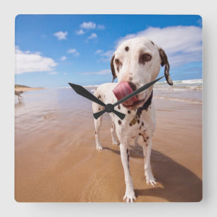 Dalmatian hund på strand fyrkantig klocka