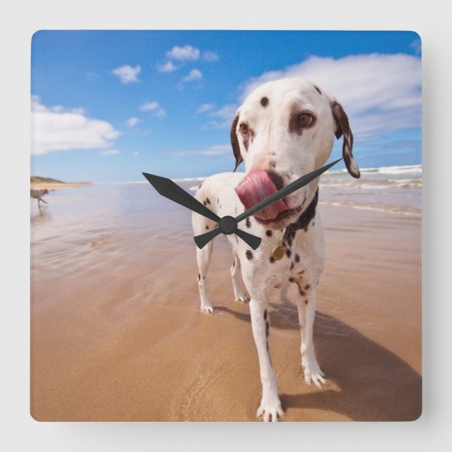 Dalmatian hund på strand fyrkantig klocka (Framsida)