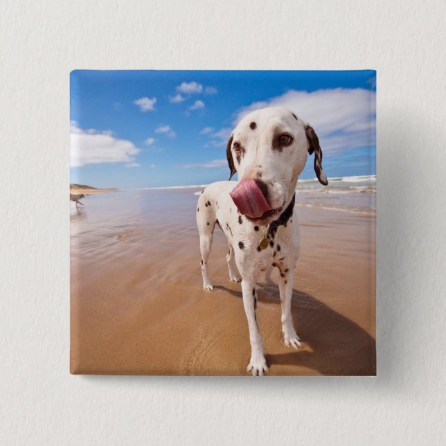 Dalmatian hund på strand knapp (Framsida)