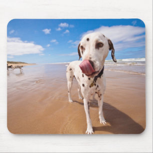 Dalmatian hund på strand musmatta