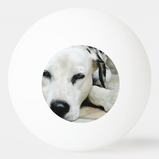 Dalmatian hund pingisboll (Framsidan)