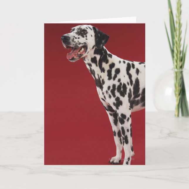 Dalmatian Kort (Framsida)