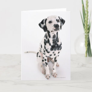 Dalmatian Kort